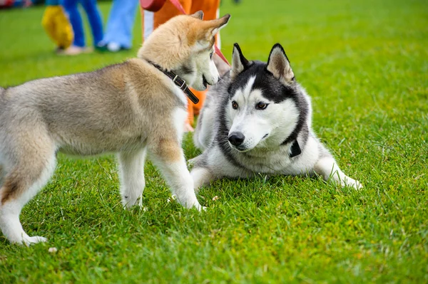 Chiens drôles sur prairie — Photo