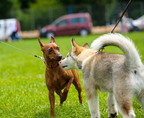 Funny dogs on meadow — Stock Photo, Image