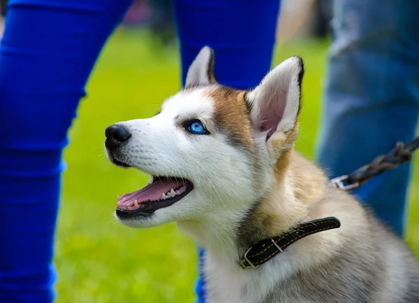 Niedlicher Welpe sibirischer Husky — Stockfoto