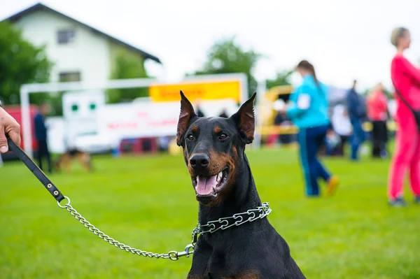 Funny dog on meadow — Stock Photo, Image