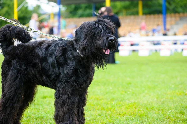 Funny dog on meadow — Stock Photo, Image