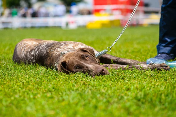 Cane divertente sul prato — Foto Stock