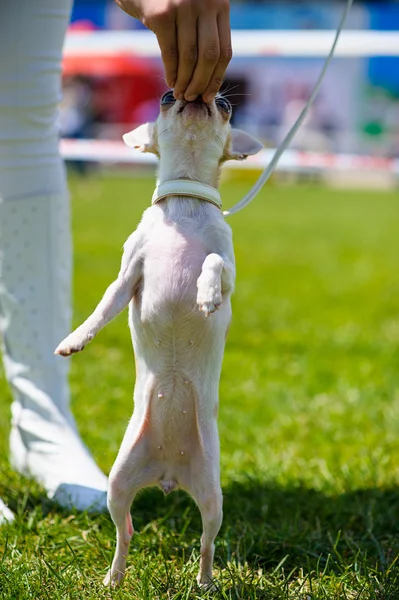 Lustiger Hund auf Wiese — Stockfoto