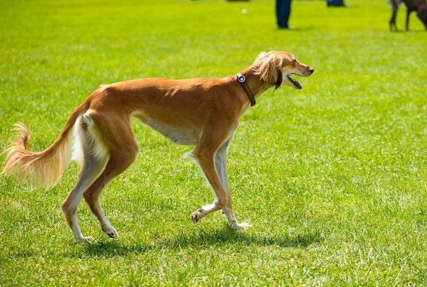 Chien drôle sur prairie — Photo