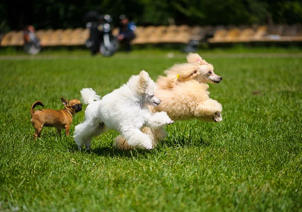 Funny dogs on meadow — Stock Photo, Image