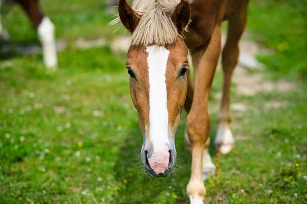 Bellissimo cavallo in fattoria . — Foto Stock