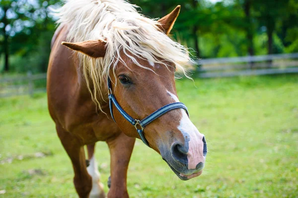 Bellissimo cavallo in fattoria . — Foto Stock