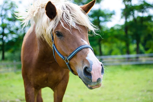 Beau cheval à la ferme . — Photo