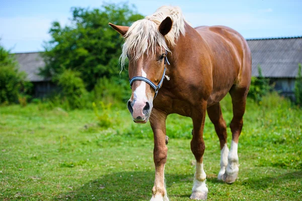 Beau cheval à la ferme . — Photo