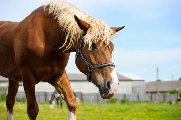 Belo cavalo na fazenda . — Fotografia de Stock