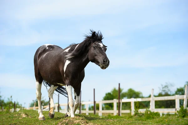 Belo cavalo na fazenda — Fotografia de Stock