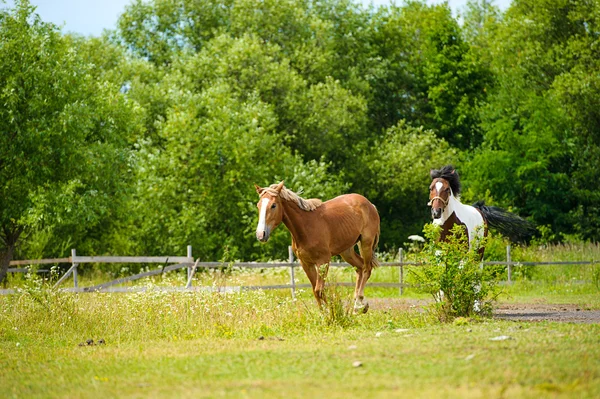 Pferderennen auf der Weide. — Stockfoto