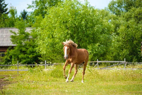 Beau cheval à la ferme — Photo