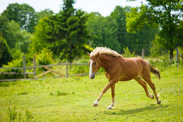 在农场匹漂亮的马 — 图库照片