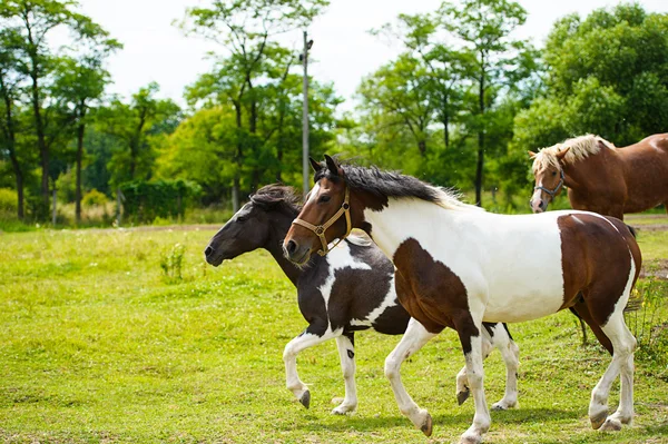 Lopende paarden in weide. — Stockfoto