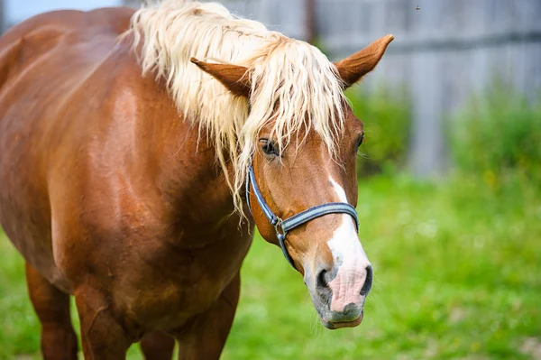 Hermoso caballo en la granja . —  Fotos de Stock