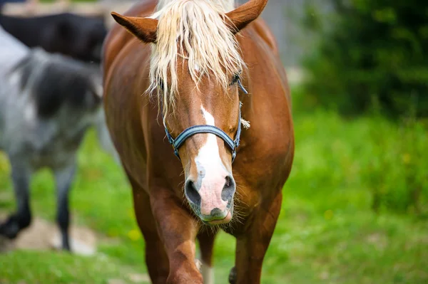 Belo cavalo na fazenda . — Fotografia de Stock