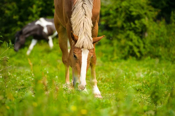 Belo cavalo na fazenda . — Fotografia de Stock