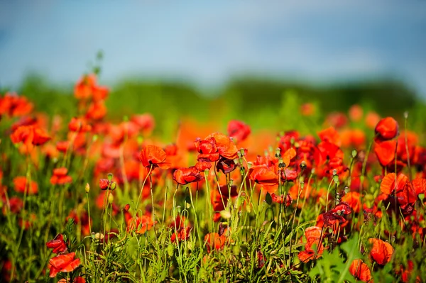 Lindas flores de papoula vermelho brilhante — Fotografia de Stock