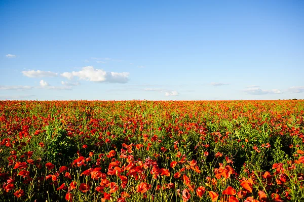 Schöne leuchtend rote Mohnblumen — Stockfoto