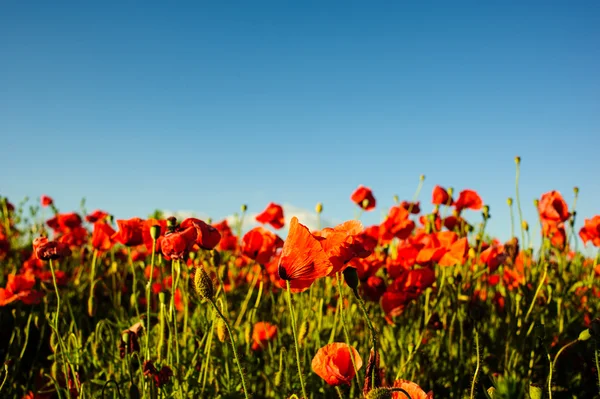 Beautiful bright red poppy flowers — Stock Photo, Image