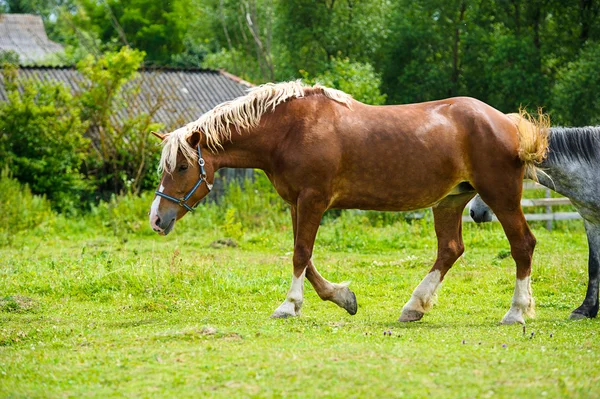 Beau cheval à la ferme — Photo
