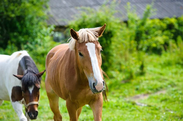 Belos cavalos na fazenda . — Fotografia de Stock