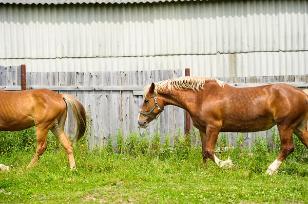 Belos cavalos na fazenda . — Fotografia de Stock