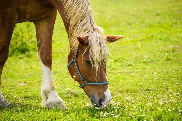 Bellissimo cavallo in fattoria . — Foto Stock