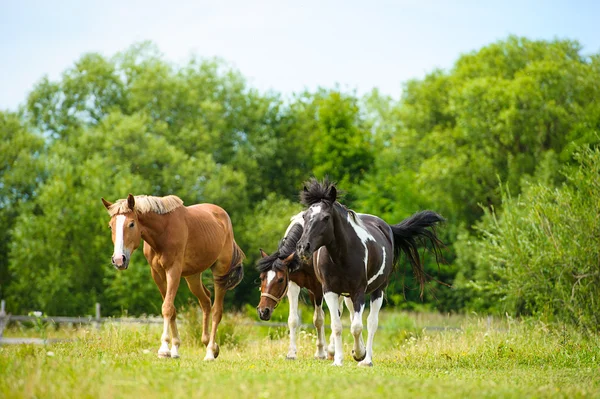 Bellissimi cavalli in fattoria . — Foto Stock