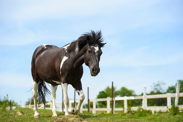 Beautiful horse in meadow — Stock Photo, Image