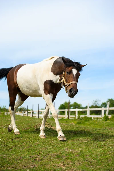 Bellissimo cavallo in fattoria — Foto Stock