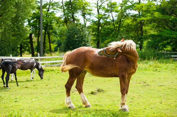 Belos cavalos na fazenda . — Fotografia de Stock