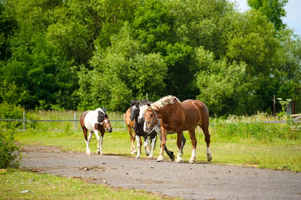 Belos cavalos na fazenda . — Fotografia de Stock