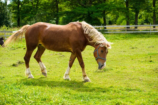 Mooi paard op boerderij. — Stockfoto