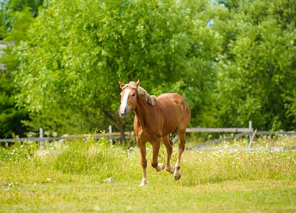 Beau cheval à la ferme — Photo