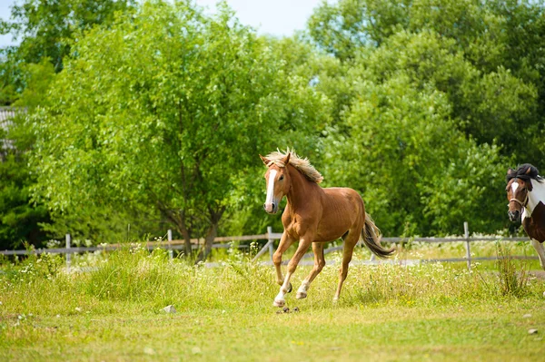 Pferderennen auf der Weide. — Stockfoto
