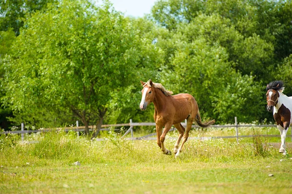Correr caballos en el prado . —  Fotos de Stock