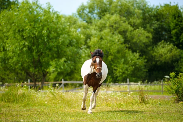 Beau cheval à la ferme — Photo