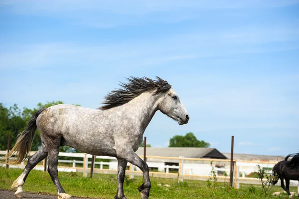 Mooi paard op boerderij — Stockfoto