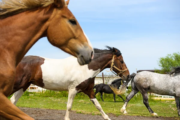 Lopende paarden in weide. — Stockfoto