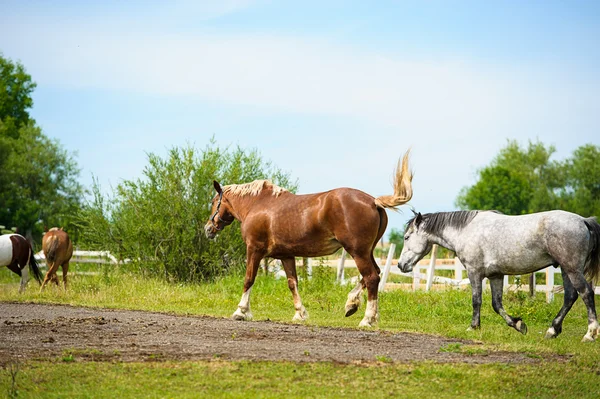 Lopende paarden in weide. — Stockfoto