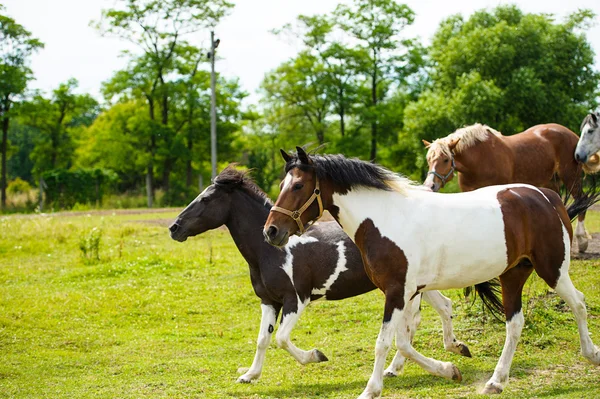 Corrida de cavalos no prado . — Fotografia de Stock