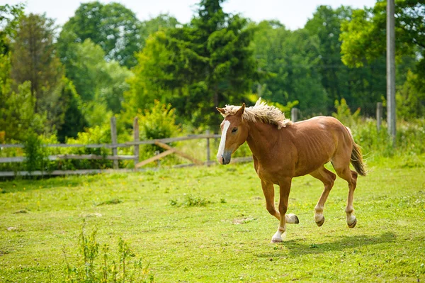 Belo cavalo na fazenda — Fotografia de Stock