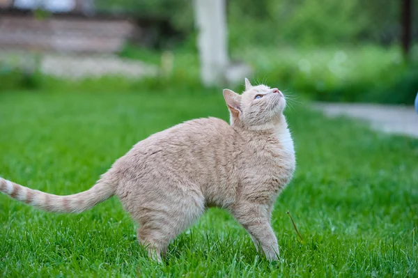 Gato engraçado na grama — Fotografia de Stock