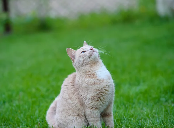 Grappige kat op het gras — Stockfoto