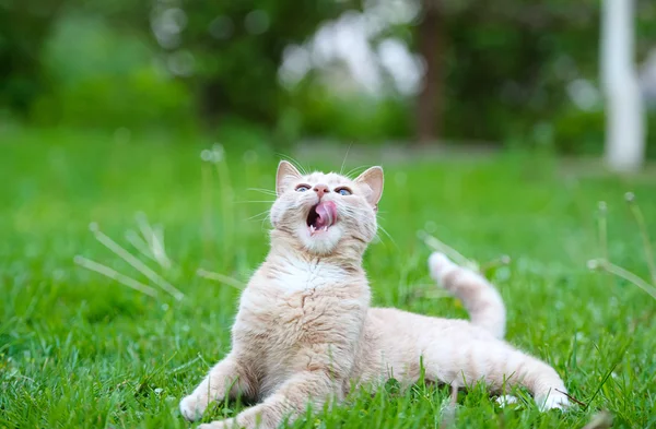 Grappige kat op het gras — Stockfoto