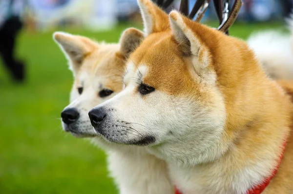 Akita inu hundar — Stockfoto