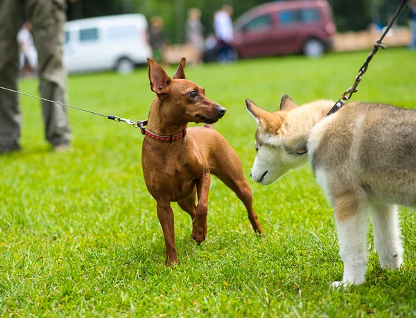 草原に面白い犬 — ストック写真