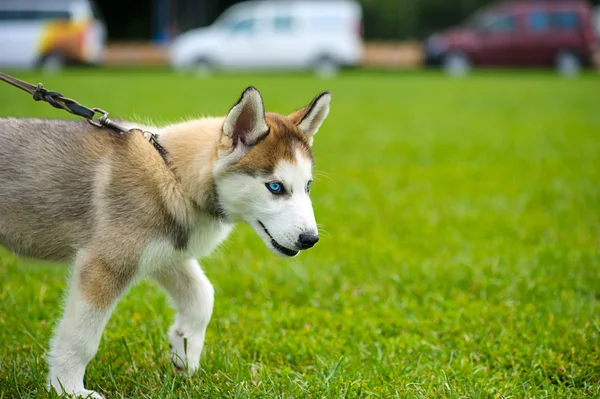 Niedlicher Welpe sibirischer Husky — Stockfoto